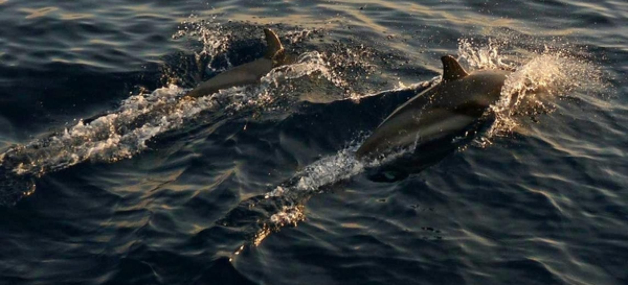 Pasqua a  Vela fra i Cetacei